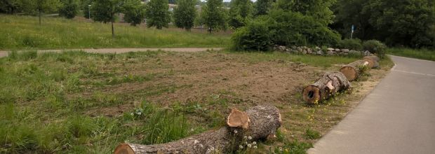 Häckselplatz wird Blumenwiese